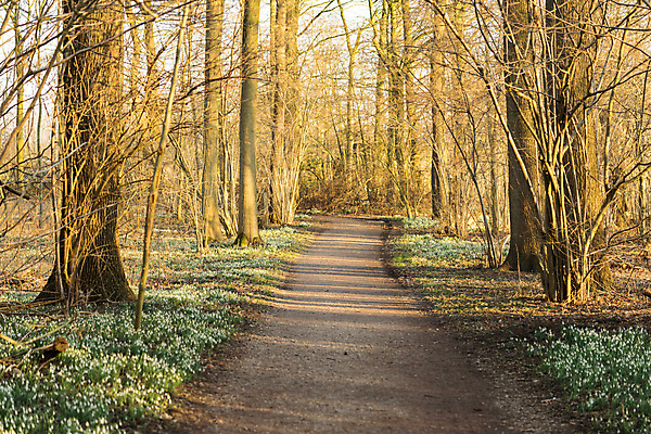 포토 JPG 해외이미지 나무 식물 계절 공원 꽃 도로 길 백그라운드 잎 겨울 꽃무늬 오렌지 자연 사람없음 야외 목재 초록색 컬러풀 햇빛 노란색 환경 정원 봄 벚꽃 흰색 신선 황금 닫기 숲 보케 내추럴 헌병 해외포토 공공시설 컬러 무늬 과일 재료 교통시설 모션 태양 군인 생태계 파일형식 이미지허브