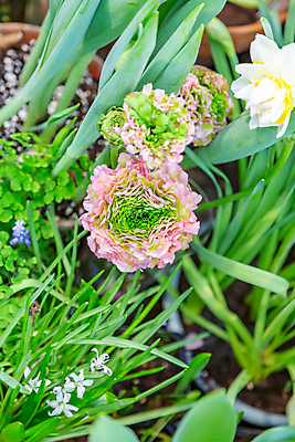 포토 JPG 해외이미지 식물 계절 공원 꽃잎 꽃 줄기 백그라운드 잎 꽃무늬 자연 사람없음 초록색 컬러풀 뷰티 환경 정원 벚꽃 신선 개화 닫기 내추럴 뒤뜰 온실 해외포토 공공시설 컬러 무늬 모션 생태계 파일형식 이미지허브
