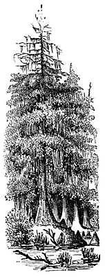 EPS 해외이미지 나무 잎 일러스트 자연 종류 미술 검은색 수확 골동품 성장 흰색 신선 숲 그림 침엽수 판화 내추럴 옛날 사이프러스 해외일러스트 식물 컬러 농업 문화예술 생태계 파일형식 벡터 이미지허브