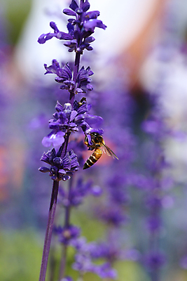 포토 JPG 해외이미지 주간 사람없음 야외 보라색 라벤더 호박벌 해외포토 자연요소 꽃 컬러 벌_곤충 허브 파일형식 이미지허브
