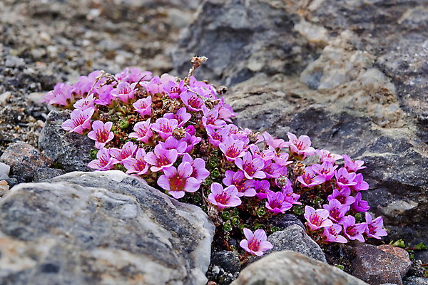 포토 JPG 해외이미지 유럽 야생동물 자연 노르웨이 사람없음 뷰티 환경 냉동 얼음 추위 보호 북극 환경보전 생태계 빙하 서리 북쪽 지구온난화 서식지 기후변화 생태학 해외포토 자연요소 동물 교육 나라 컨셉 날씨 변화 극지방 방향 사회이슈 파일형식 이미지허브