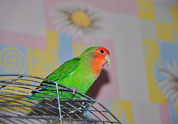 포토 JPG 해외이미지 동물 1 감정 길 야생동물 백그라운드 컨셉 노래 자연 조류 사랑 사람없음 빨간색 초록색 파란색 반려동물 컬러풀 노란색 귀여움 흰색 숲 작음 자르기 깃털 싱글 부리 앵무새 새장 내추럴 이국적 해외포토 음악 컬러 모션 크기 생태계 케이지 파일형식 이미지허브