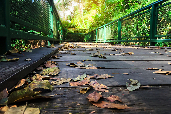 포토 JPG 해외이미지 나무 식물 공원 아시아 길 여행 백그라운드 잎 자연 휴가 산 풍경 사람없음 야외 목재 초록색 강 환경 산책 안개 신선 숲 오솔길 열대우림 내추럴 전국 해외포토 공공시설 나라 컬러 재료 날씨 휴식 생태계 파일형식 이미지허브
