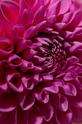 포토 JPG 해외이미지 식물 꽃잎 꽃 분홍색 꽃다발 백그라운드 잎 꽃무늬 패턴 오렌지 자연 벽지 사람없음 야외 장식 빨간색 초록색 컬러풀 뷰티 노란색 머리 정원 보라색 봄 활발 벚꽃 흰색 신선 개화 닫기 달리아 묘사 싱글 원예 내추럴 해외포토 계절 컬러 컨셉 무늬 과일 모션 취미 신체부위 생태계 파일형식 이미지허브