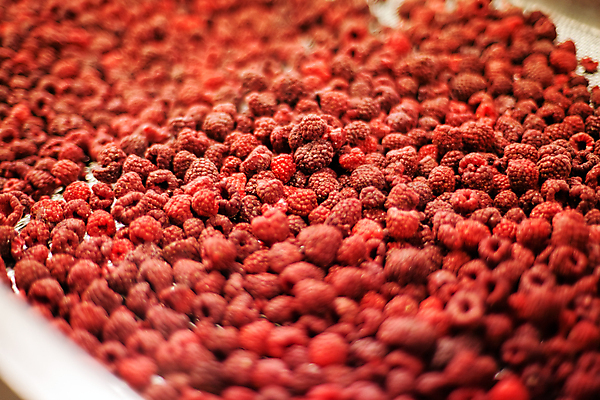 포토 JPG 해외이미지 공장 사람없음 냉동 기계 제조 소프트포커스 가득함 산딸기 식품공장 냉동식품 해외포토 음식 과일 공업 촬영기법 파일형식 이미지허브