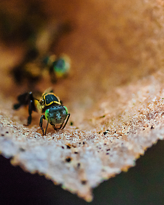 포토 JPG 해외이미지 동물 야생동물 곤충 태국 자연 사람없음 초록색 노란색 환경 검은색 호기심 해외포토 감정 아시아 컬러 컨셉 생태계 파일형식 이미지허브