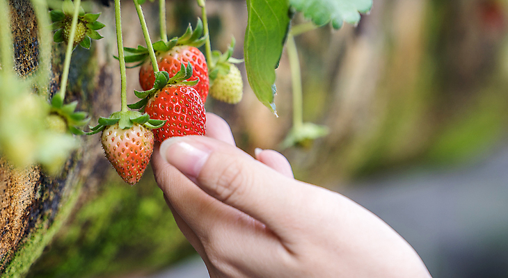 포토 JPG 해외이미지 손 줄기 잎 자연 딸기 들기 근접촬영 신체부위 수확 신선 해외포토 식물 뷰포인트 농업 과일 모션 사람 생태계 파일형식 이미지허브