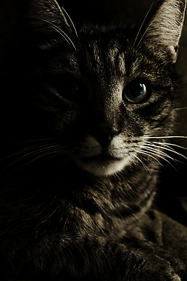 포토 JPG 해외이미지 동물 응시 얼굴 포유류 자연 수염 털 사람없음 초록색 반려동물 고양이 회색 흰색 작음 모피 육식동물 얼룩무늬 해외포토 시선 컬러 무늬 신체부위 크기 생태계 파일형식 이미지허브