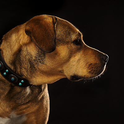 포토 JPG 해외이미지 스튜디오촬영 동물 포유류 검은배경 털 앉기 사람없음 반려동물 금발 갈색 믿음 검은색 만지기 개 달콤 코 사냥개 잡종 해외포토 헤어스타일 감정 컬러 백그라운드 모션 실내 신체부위 맛 파일형식 이미지허브