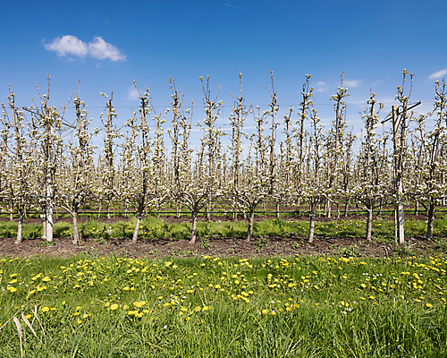 포토 JPG 해외이미지 나무 식물 계절 꽃잎 꽃 분홍색 백그라운드 잎 꽃무늬 농업 과일 자연 하늘 새로움 사람없음 야외 파란색 태양 뷰티 정원 맑음 봄 성장 벚꽃 흰색 나뭇가지 신선 개화 체리 과수원 네덜란드 원예 꽃가루 부드러움 내추럴 해외포토 자연요소 유럽 산업 컬러 컨셉 무늬 날씨 취미 감각 가루 생태계 파일형식 이미지허브