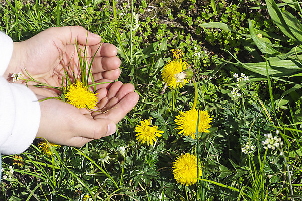 포토 JPG 해외이미지 주간 손 자연 들기 야외 신체부위 민들레 손모으기 해외포토 자연요소 꽃 모션 사람 손짓 생태계 파일형식 이미지허브