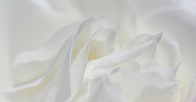 포토 JPG 해외이미지 식물 디자인 계절 꽃잎 꽃 결혼 백그라운드 컨셉 꽃무늬 자연 결혼식 추상 휴가 사람없음 빛 노란색 환경 봄 수확 성장 벚꽃 흰색 신선 신용카드 개화 선택 질감 복고 초대 부드러움 내추럴 해외포토 컬러 무늬 농업 이벤트 금융 감각 생태계 파일형식 이미지허브