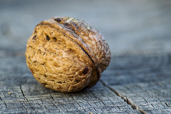 포토 JPG 해외이미지 계절 음식 백그라운드 농업 다이어트 과일 재료 자연 탁자 표면 건조 건강 씨앗 사람없음 목재 갈색 견과류 수확 껍질 가을 시골 그룹 선택 맛 싱글 유기농 질감 알맹이 날것 호두 흙더미 내추럴 블러 식용 채식주의자 카피스페이스 비건 해외포토 나무 식물 웰빙 산업 컬러 가구 컨셉 흙 공백 생태계 채식 파일형식 더미 이미지허브