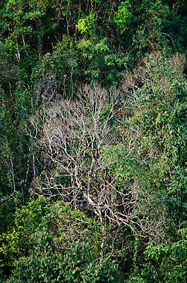 포토 JPG 해외이미지 나무 식물 계절 공원 꽃 아시아 도로 여행 백그라운드 잎 자연 산 안테나 풍경 사람없음 야외 목재 초록색 여름 빛 햇빛 평화 환경 봄 안개 가을 신선 숲 열대우림 내추럴 양치류 해외포토 공공시설 나라 길 컬러 컨셉 재료 통신 교통시설 날씨 태양 생태계 파일형식 이미지허브
