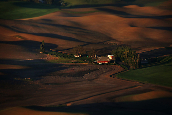 포토 JPG 해외이미지 주간 산업 사람없음 초록색 농작물 농경지 갈색 미국 땅 밀 외양간 밭일 옛날 워싱턴 해외포토 자연요소 컬러 북아메리카 농업 곡류 농장 파일형식 이미지허브