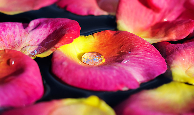 포토 JPG 해외이미지 식물 디자인 꽃잎 꽃 분홍색 백그라운드 컨셉 꽃무늬 자연 휴가 휴식 사랑 사람없음 빨간색 물 빛 컬러풀 뷰티 장미 노란색 환경 정원 축제 스파 낭만 벚꽃 물방울 신선 화려 개화 선택 떨어짐 아로마 부드러움 아로마테라피 내추럴 창백 블러 파스텔톤 해외포토 자연요소 감정 컬러 무늬 감각 생태계 테라피 파일형식 이미지허브