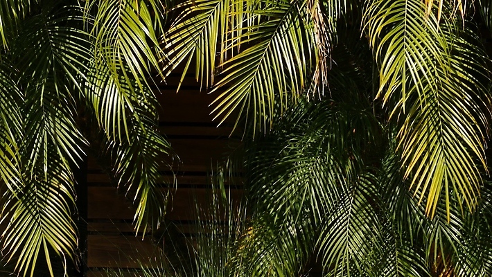 포토 JPG 해외이미지 주간 사람없음 야외 초록색 여름 여름풍경 야자수잎 울창 해외포토 자연요소 계절 컬러 잎 자연 풍경 파일형식 여름_계절 이미지허브