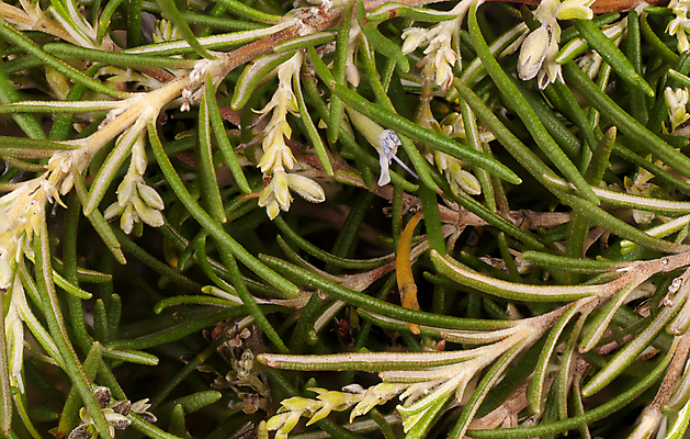 포토 JPG 해외이미지 식물 잎 사람없음 가로 초록색 신선 양념 다발 지중해 허브 묘사 보따리 유기농 향기 향 성분 로즈메리 내추럴 해외포토 웰빙 바다 컬러 냄새 파일형식 이미지허브