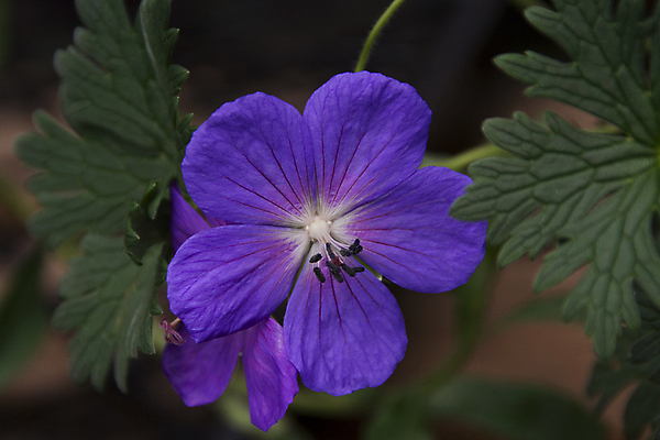 포토 JPG 해외이미지 식물 꽃잎 꽃 백그라운드 잎 꽃무늬 자연 사람없음 초록색 파란색 정원 보라색 벚꽃 개화 잡종 꽃수술 생태학 제라늄 해외포토 교육 컬러 무늬 생태계 파일형식 이미지허브