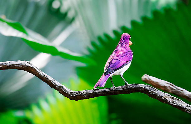 포토 JPG 해외이미지 동물 공원 야생동물 아프리카 자연 조류 사람없음 야외 가로 초록색 컬러풀 보라색 흰색 나뭇가지 숲 제비꽃 깃털 자두 남쪽 해외포토 나무 공공시설 꽃 나라 컬러 과일 방향 생태계 파일형식 이미지허브