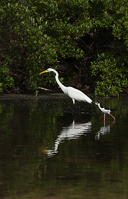 포토 JPG 해외이미지 식물 동물 호수 야생동물 2 날개 자연 조류 풍경 사람없음 야외 초록색 물 뷰티 검은색 흰색 연못 습지 큼 왜가리 깃털 부리 장면 서식지 석호 동물상 해외포토 자연요소 컬러 조형물 크기 생태계 파일형식 이미지허브