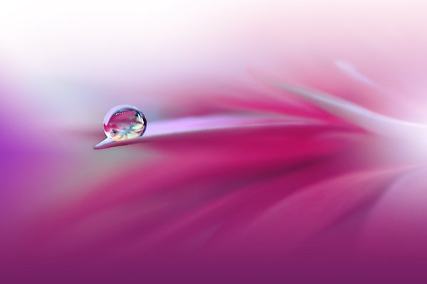 포토 JPG 해외이미지 식물 디자인 배너 꽃 백그라운드 꽃무늬 자연 벽지 추상 휴가 새로움 기념 사랑 미술 사람없음 장식 컬러풀 뷰티 봄 낭만 덮개 벚꽃 물방울 축하 인사 신용카드 메뉴 데이지 캔버스 초대 파스텔톤 국경 해외포토 계절 감정 컬러 컨셉 무늬 문화예술 금융 뚜껑 예절 생태계 파일형식 이미지허브