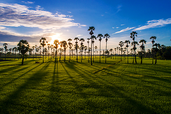 포토 JPG 해외이미지 나무 식물 공원 실루엣 아시아 여행 잎 패턴 농업 태국 자연 하늘 밥 아침 손바닥 동양인 풍경 초원 사람없음 야외 초록색 여름 빛 야자수 태양 뷰티 농장 우주 일출 환경 맑음 일몰 봄 성장 시골 달콤 숲 설탕 질감 코코넛 내추럴 논밭 해외포토 주간 자연요소 손 계절 공공시설 나라 산업 음식 컬러 무늬 밭 과일 날씨 논 촬영기법 인종 노을 맛 생태계 파일형식 이미지허브