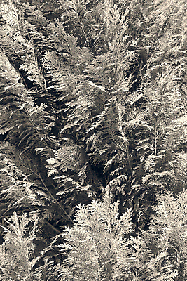 포토 JPG 해외이미지 나무 식물 공원 백그라운드 잎 패턴 가족 자연 벽지 사람없음 장식 초록색 빛 울타리 정원 흰색 나뭇가지 신선 질감 상록수 침엽수 내추럴 해외포토 공공시설 컬러 무늬 관계 담장 생태계 파일형식 이미지허브