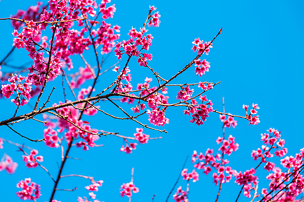 포토 JPG 해외이미지 나무 식물 계절 공원 꽃잎 꽃 아시아 분홍색 여행 백그라운드 잎 겨울 꽃무늬 태국 자연 하늘 건강 사람없음 야외 장식 초록색 파란색 컬러풀 뷰티 정원 일본 봄 낭만 벚꽃 흰색 나뭇가지 신선 개화 체리 내추럴 해외포토 공공시설 나라 컬러 컨셉 무늬 과일 생태계 파일형식 이미지허브