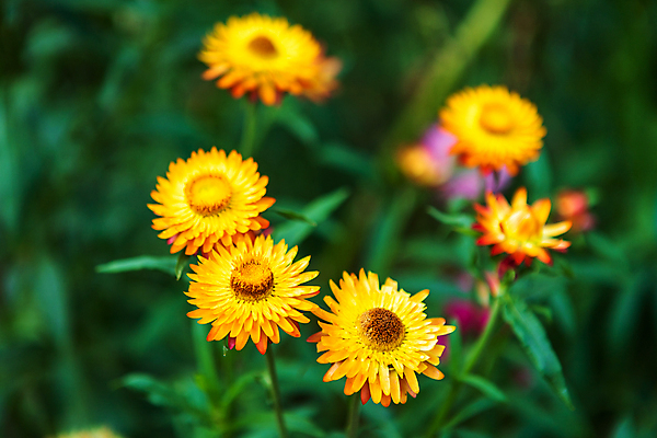 포토 JPG 해외이미지 식물 계절 공원 꽃잎 꽃 종이 분홍색 꽃다발 여행 나비 백그라운드 잎 꽃무늬 패턴 밭 오렌지 태국 자연 사람없음 야외 장식 빨간색 초록색 컬러풀 뷰티 노란색 정원 보라색 봄 낭만 튤립 벚꽃 흰색 신선 개화 질감 데이지 밀짚 내추럴 해외포토 공공시설 아시아 컬러 곤충 컨셉 무늬 농업 과일 짚 생태계 파일형식 이미지허브