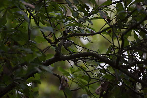 포토 JPG 해외이미지 나무 동물 척추동물 야생동물 과학 백그라운드 날개 자연 조류 생물 사람없음 야외 가로 달리기 환경 점프 검은색 다양 흰색 나뭇가지 황무지 보호 작음 깃털 준비 생물학 부리 장면 리빙 계산서 내추럴 동물상 생태학 해외포토 식물 교육 컬러 다수 컨셉 모션 조형물 크기 생태계 파일형식 이미지허브
