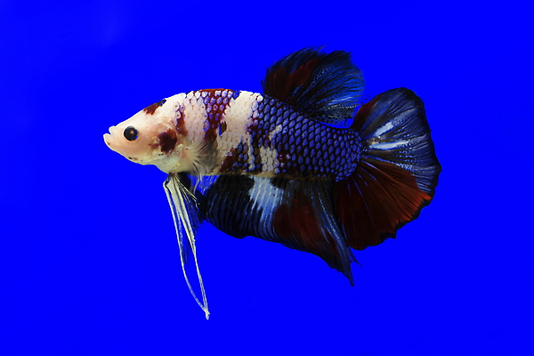 포토 JPG 해외이미지 동물 드레스 포즈 백그라운드 모션 자연 불 불꽃 왕관 어류 취미 사람없음 빨간색 물 파란색 반려동물 컬러풀 뷰티 우주 검은색 수영 희망 힘 흰색 용 뜨거움 고급 우아함 호흡 눈금 생물학 꼬리 싸움 지느러미 수족관 노려봄 고립 공격적 민물 이국적 해외포토 자연요소 옷 교육 감정 컬러 컨셉 표정 수중동물 수상스포츠 생태계 파일형식 이미지허브