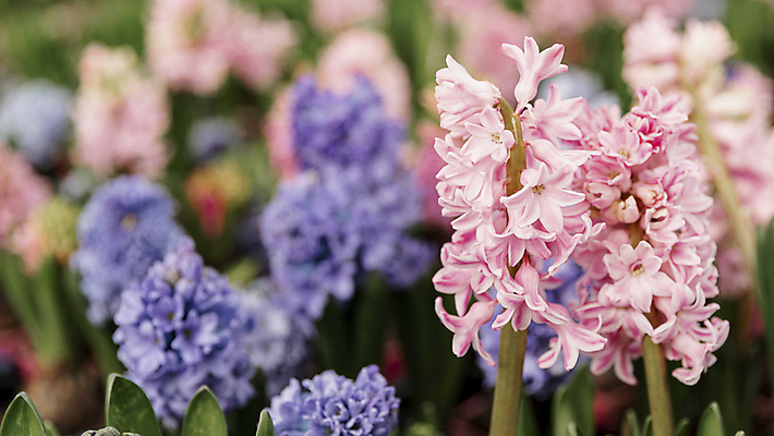 포토 JPG 해외이미지 주간 꽃 꽃밭 사람없음 야외 아웃포커스 히아신스 해외포토 자연요소 식물 촬영기법 파일형식 이미지허브