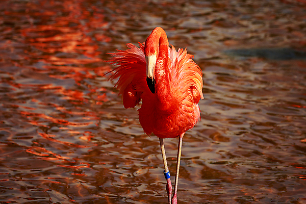 포토 JPG 해외이미지 동물 북아메리카 조류 사람없음 야외 가로 컬러풀 미국 닫기 플라밍고 캘리포니아 해외포토 컬러 모션 아메리카 파일형식 이미지허브