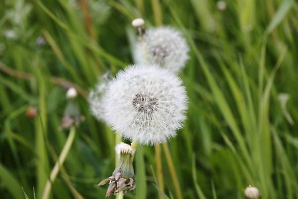 포토 JPG 해외이미지 주간 자연 사람없음 야외 아웃포커스 민들레 민들레홀씨 해외포토 자연요소 꽃 촬영기법 생태계 파일형식 이미지허브