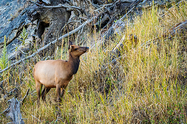 포토 JPG 해외이미지 동물 북아메리카 포유류 사슴 사람없음 야외 가로 컬러풀 미국 엘크 와이오밍 해외포토 컬러 아메리카 파일형식 이미지허브