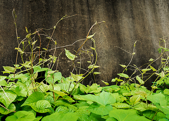 포토 JPG 해외이미지 식물 벽 백그라운드 잎 패턴 자연 표면 사람없음 야외 건물 초록색 우주 봄 성장 흰색 신선 질감 아이비 내추럴 그런지 옛날 콘크리트 해외포토 건축물 계절 컬러 무늬 생태계 파일형식 이미지허브