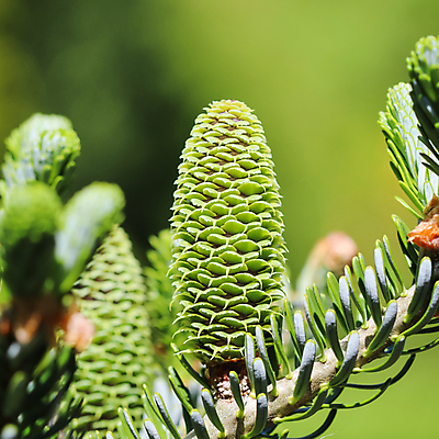 포토 JPG 해외이미지 나무 식물 계절 공원 백그라운드 잎 자연 휴가 한국 풍경 사람없음 야외 장식 초록색 여름 환경 정원 맑음 봄 낭만 나뭇가지 신선 소나무 바늘 숲 묘사 원예 상록수 침엽수 전나무 원뿔 내추럴 웅장함 가문비나무 해외포토 도형 공공시설 아시아 컬러 컨셉 날씨 취미 도구 생태계 파일형식 이미지허브