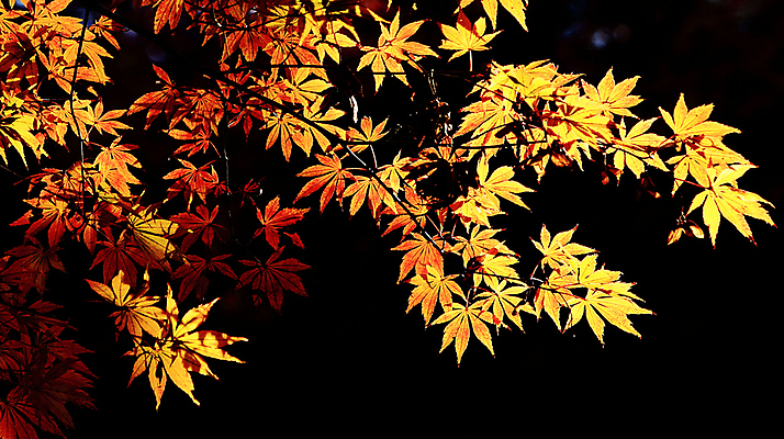 포토 JPG 해외이미지 주간 단풍 단풍나무 사람없음 야외 해외포토 자연요소 나무 잎 파일형식 이미지허브