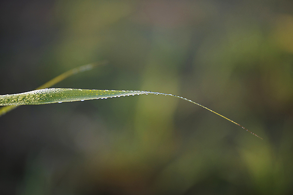 포토 JPG 해외이미지 식물 산업 음료 음식 줄기 백그라운드 잎 밭 농업 자연 지팡이 건강 사람없음 초록색 여름 농작물 농장 농경지 갈색 노란색 정원 주스 에너지 수확 성장 흰색 신선 달콤 농부 숲 설탕 자르기 유기농 질감 날것 섬유 내추럴 묘목 밭일 사탕수수 해외포토 나무 직업 웰빙 계절 컬러 모션 직물 맛 생태계 파일형식 이미지허브