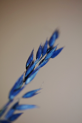 포토 JPG 해외이미지 식물 계절 빵 줄기 백그라운드 밭 농업 자연 건조 건강 옥수수 씨앗 사람없음 파란색 농작물 태양 뷰티 농장 맑음 활발 수확 성장 시골 신선 낟알 시리얼 밀 보리 스파이크 밀짚 내추럴 넘어짐 밭일 세련 해외포토 자연요소 산업 음식 컬러 컨셉 모션 날씨 곡류 짚 생태계 파일형식 이미지허브