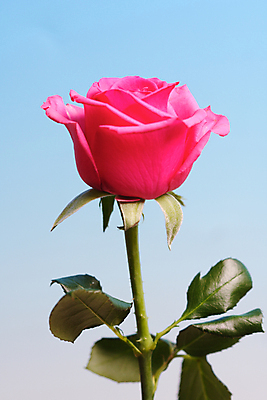 포토 JPG 해외이미지 스튜디오촬영 꽃 분홍색 잎 하늘 근접촬영 사람없음 장미 그라데이션 해외포토 식물 뷰포인트 컬러 실내 파일형식 이미지허브