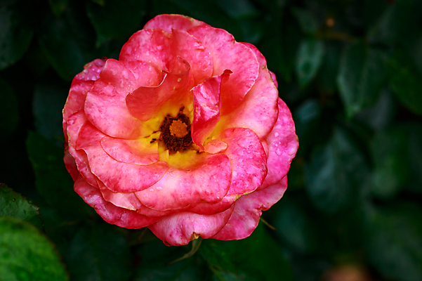 포토 JPG 해외이미지 꽃 산업 농업 자연 사람없음 야외 가로 컬러풀 장미 닫기 원예 카피스페이스 해외포토 식물 컬러 모션 취미 공백 생태계 파일형식 이미지허브