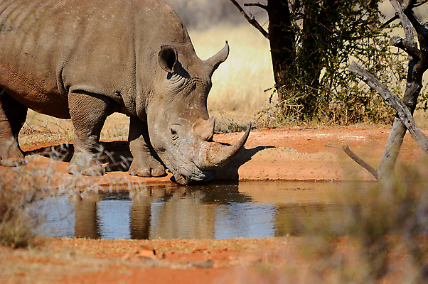포토 JPG 해외이미지 동물 야생동물 포유류 아프리카 자연 뿔 사람없음 물 황무지 위험 큼 멸종 숨김 동물상 해외포토 자연요소 나라 컨셉 조형물 크기 생태계 파일형식 이미지허브