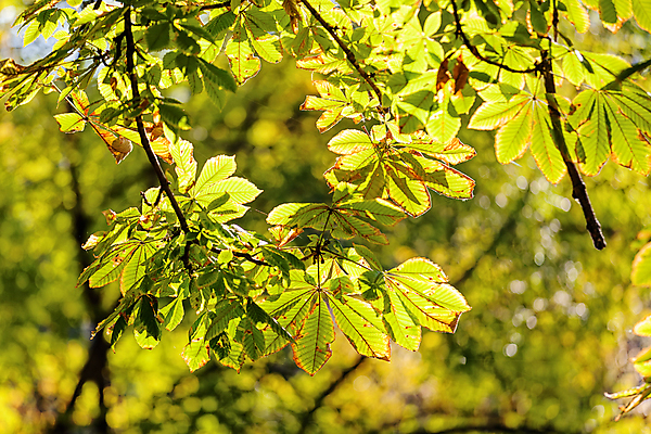 포토 JPG 해외이미지 나무 계절 공원 여행 잎 오렌지 자연 하늘 산 사람없음 야외 초록색 파란색 빛 햇빛 태양 노란색 환경 낭만 황금 숲 속도 내추럴 전국 해외포토 자연요소 식물 공공시설 컬러 컨셉 과일 생태계 파일형식 이미지허브