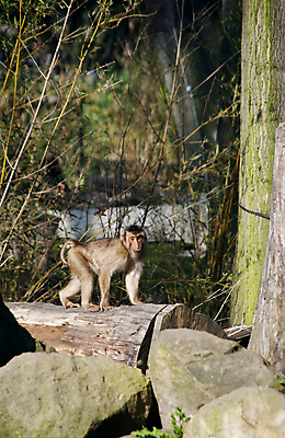 포토 JPG 해외이미지 나무 동물 응시 야생동물 포유류 자연 생물 동물원 서기 사람없음 갈색 원숭이 통나무 해외포토 식물 시선 컬러 모션 생태계 파일형식 이미지허브