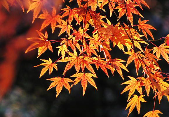 포토 JPG 해외이미지 주간 단풍 단풍나무 사람없음 야외 해외포토 자연요소 나무 잎 파일형식 이미지허브