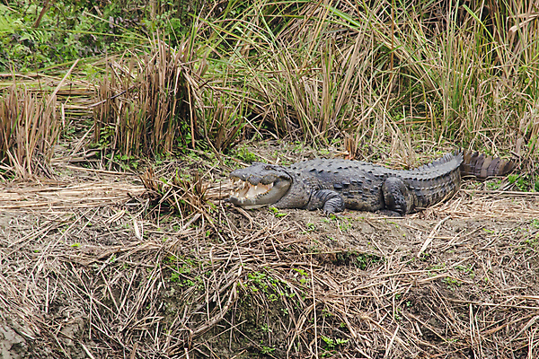 포토 JPG 해외이미지 동물 호수 야생동물 백그라운드 파충류 자연 사람없음 물 강 머리 힘 흰색 입 거친 호주 치아 위험 사파리 피부 사냥 육식동물 악어 사냥꾼 공격적 힘찬 해외포토 자연요소 직업 컬러 컨셉 신체부위 소화기관 오세아니아 생태계 파일형식 이미지허브