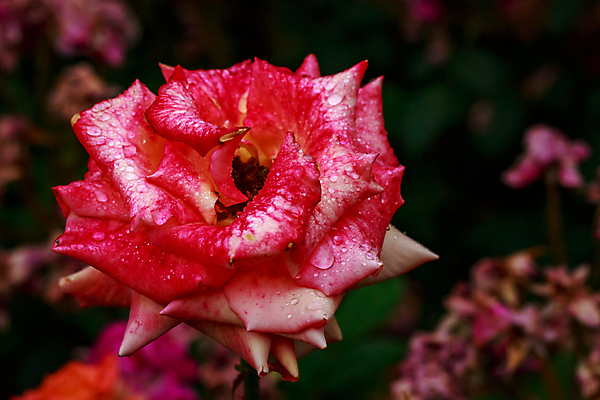 포토 JPG 해외이미지 꽃 산업 농업 자연 사람없음 야외 가로 컬러풀 장미 닫기 원예 카피스페이스 해외포토 식물 컬러 모션 취미 공백 생태계 파일형식 이미지허브