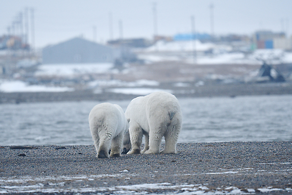 포토 JPG 해외이미지 주간 야생동물 곰 사람없음 야외 북극곰 백곰 해외포토 자연요소 동물 포유류 파일형식 이미지허브
